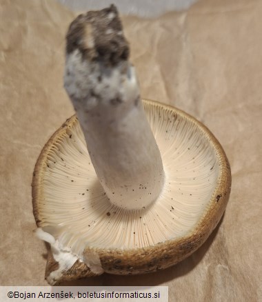 Russula carpini