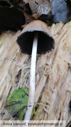 Psathyrella multipedata