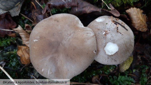 Clitocybe nebularis