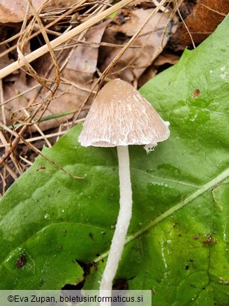 Psathyrella fibrillosa