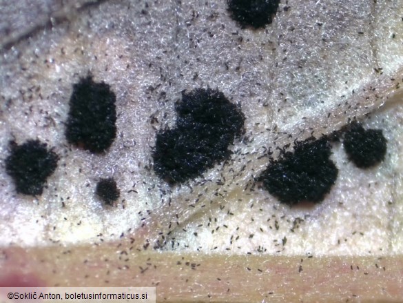 Phragmidium violaceum