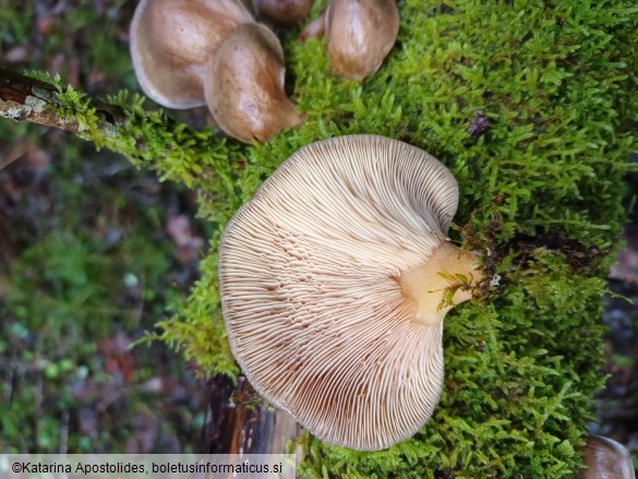 Hohenbuehelia serotina