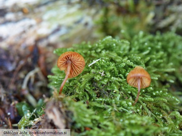 Galerina triscopa