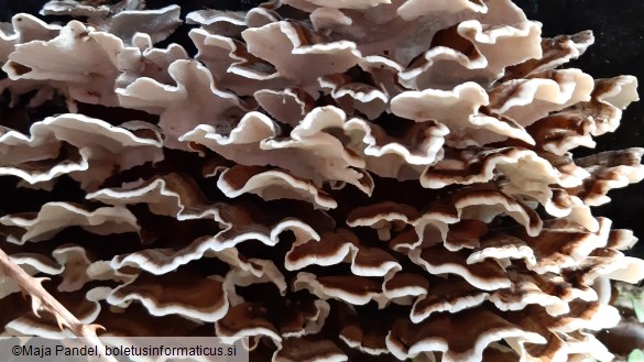 Trametes versicolor