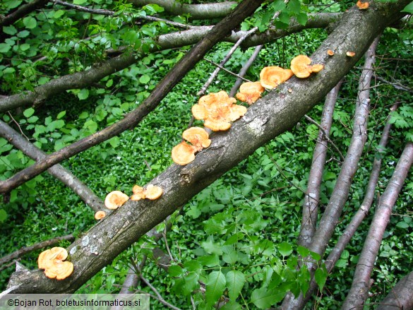 Polyporus mori