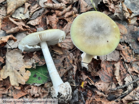 Amanita phalloides