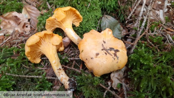 Cantharellus cibarius