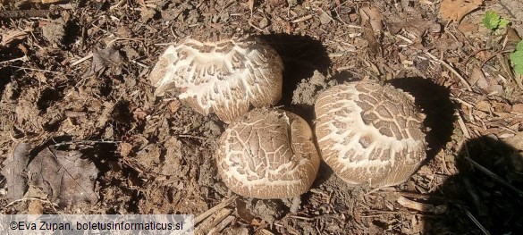 Agaricus xanthodermus var. lepiotoides