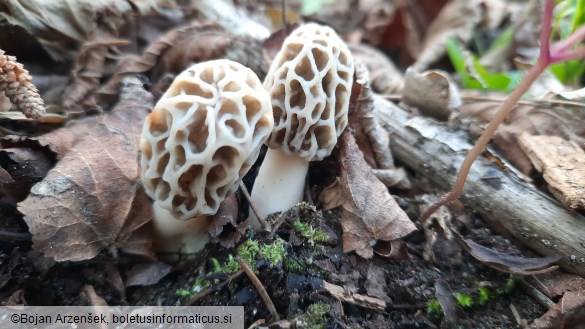 Morchella esculenta