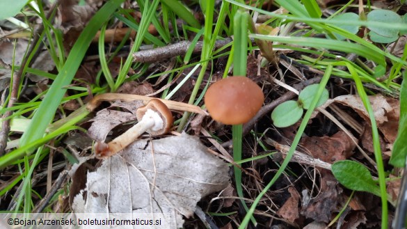 Conocybe aporos