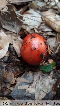 Russula emetica