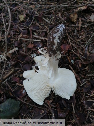 Tricholoma columbetta