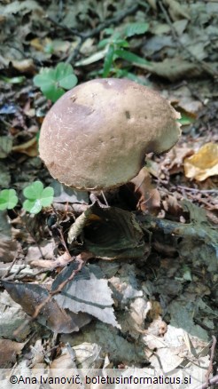 Leccinellum pseudoscabrum