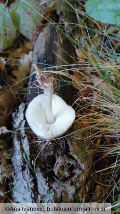 Pluteus cervinus