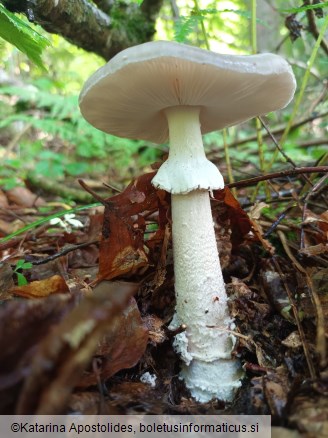 Amanita excelsa