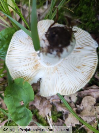 Russula heterophylla