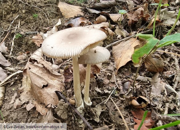 Amanita albogrisescens