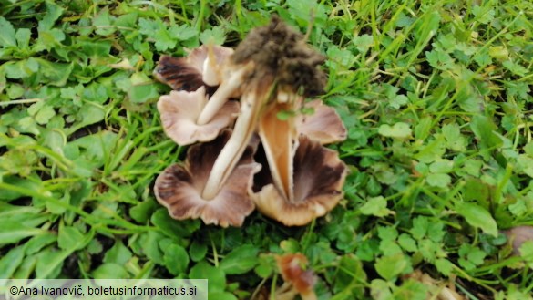 Psathyrella multipedata