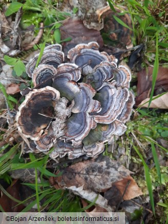 Trametes versicolor