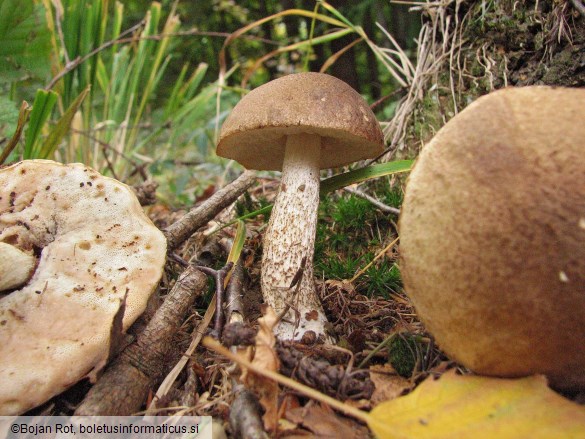 Leccinum schistophilum