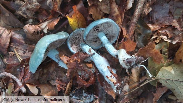 Stropharia aeruginosa