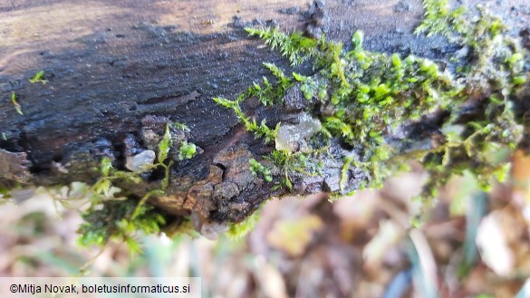 Tremella globispora