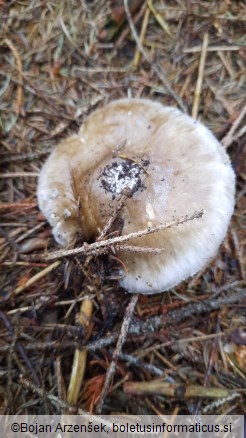 Amanita excelsa