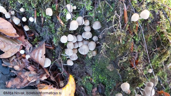 Coprinellus disseminatus