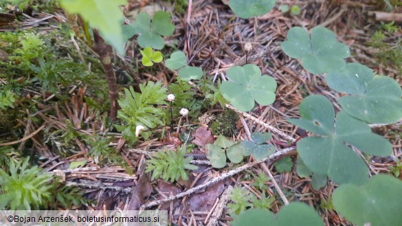 Marasmius wettsteinii