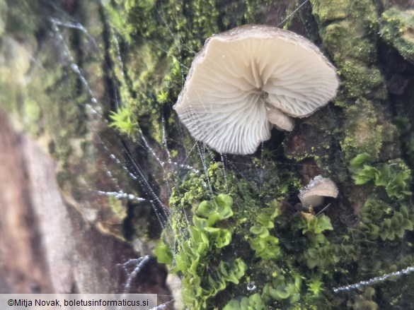 Hohenbuehelia cyphelliformis