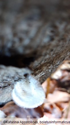 Trametes pubescens