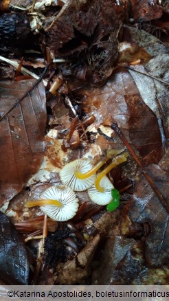 Mycena renati