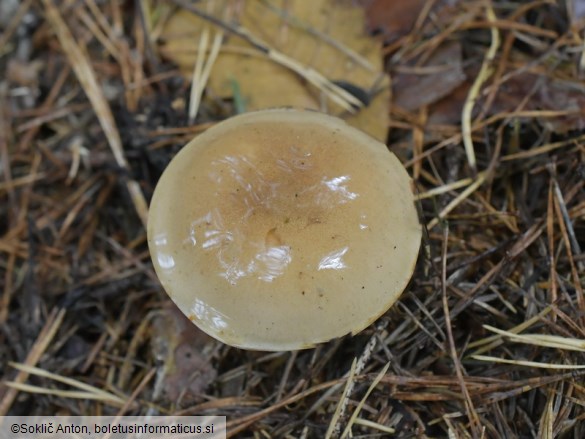 Cortinarius cliduchus