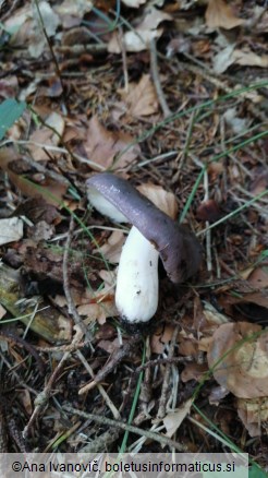 Russula cyanoxantha