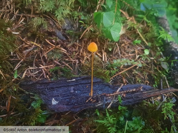 Mycena oregonensis