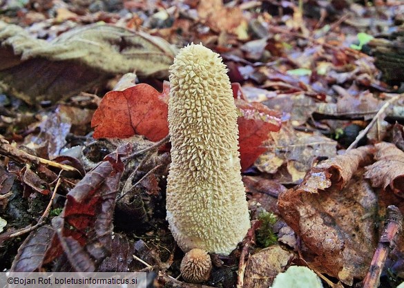 Lycoperdon excipuliforme