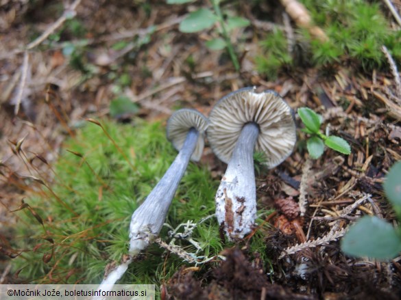 Entocybe nitida