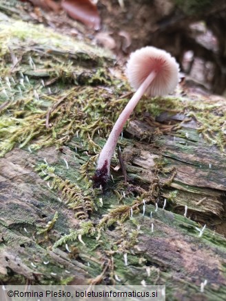 Mycena haematopus