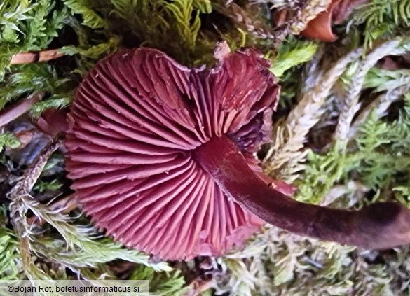 Melanophyllum haematospermum