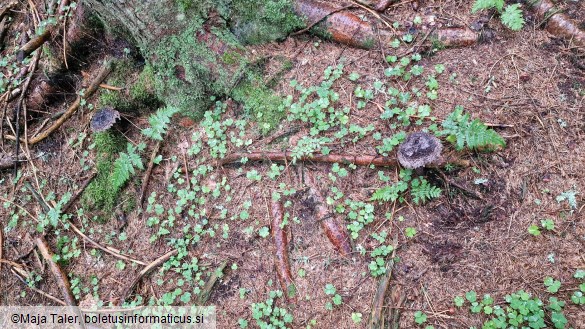 Strobilomyces strobilaceus