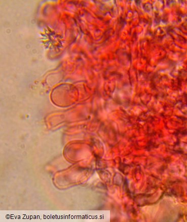 Resinicium bicolor