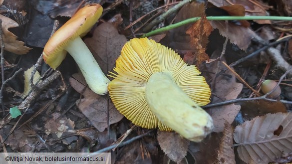 Russula aurea