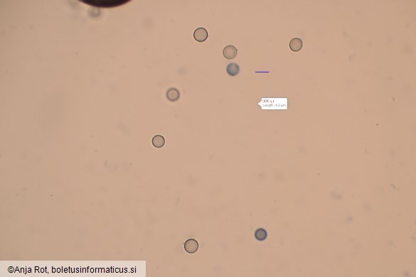 Apioperdon pyriforme