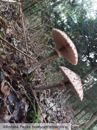 Macrolepiota procera