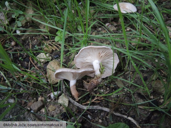 Leucocybe candicans