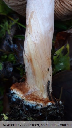 Cortinarius