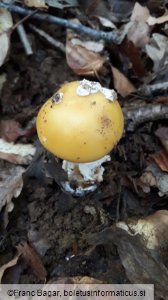 Amanita gemmata