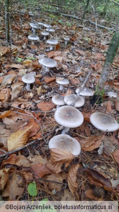 Clitocybe nebularis