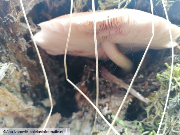 Pluteus cervinus