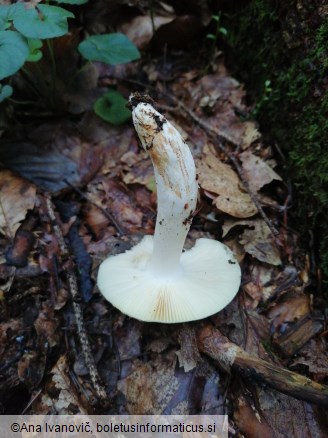 Russula pseudoaeruginea